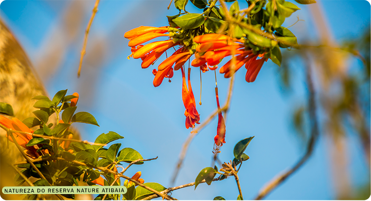 Reserva Nature Atibaia