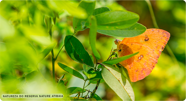 Reserva Nature Atibaia