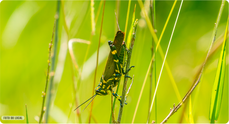 Reserva Nature Atibaia