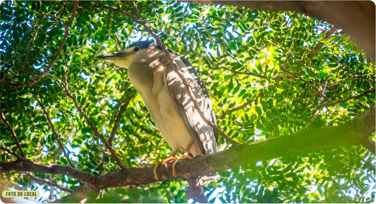 Reserva Nature Atibaia